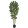 6 Foot Bamboo Japanica Tree: Potted