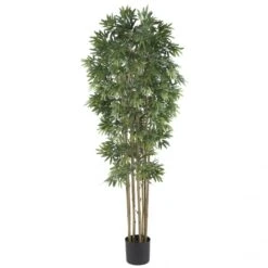 6 Foot Bamboo Japanica Tree: Potted