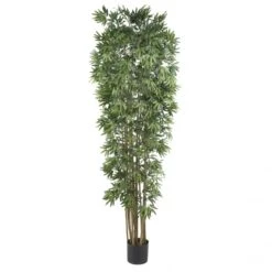 7 Foot Bamboo Japanica Tree: Potted