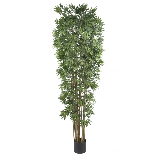 7 Foot Bamboo Japanica Tree: Potted 1 7 Foot Bamboo Japanica Tree: Potted