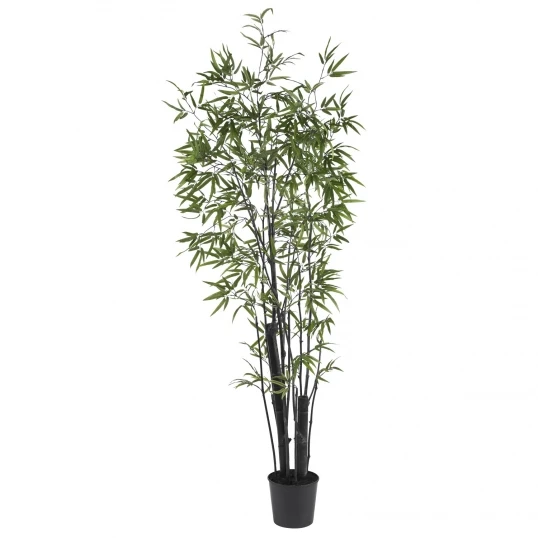 6 Foot Black Bamboo Tree: Potted 1 6 Foot Black Bamboo Tree: Potted