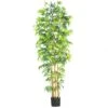 7 Foot Multi Bambusa Bamboo Tree: Potted