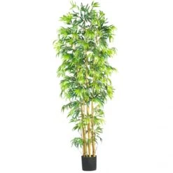 7 Foot Multi Bambusa Bamboo Tree: Potted