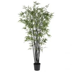 6.5 Foot Black Bamboo Tree: Potted