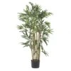 3 Foot Multi Bambusa Bamboo Tree: Potted