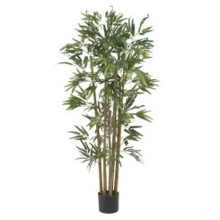 4 Foot Multi Bambusa Bamboo Tree: Potted