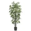 6 Foot Bamboo Tree With Green Trunks: Potted