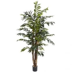 5 Foot Bamboo Palm Tree: Potted