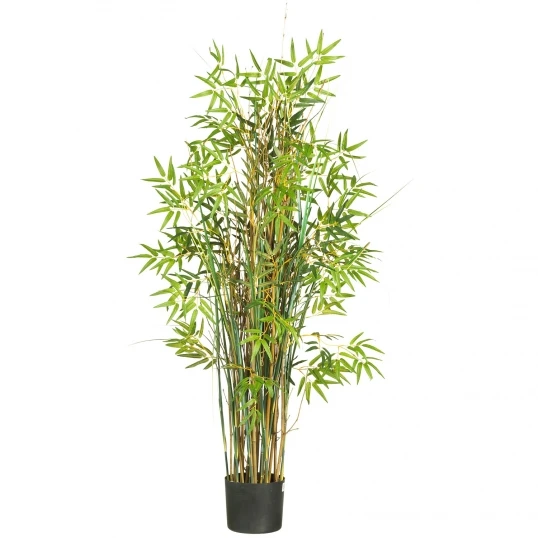 5 Foot Bamboo Grass: Potted 1 5 Foot Bamboo Grass: Potted