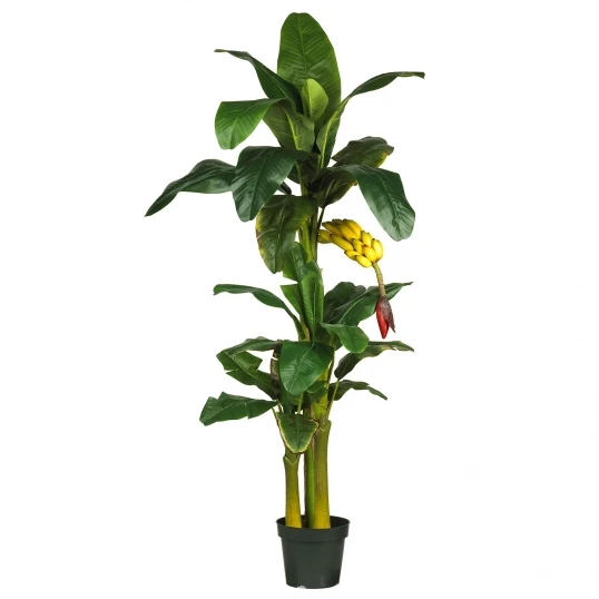 6 Foot Triple Stalk Banana Tree With Bananas: Potted 1 6 Foot Triple Stalk Banana Tree With Bananas: Potted