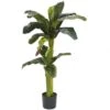 3 Foot And 5 Foot Banana Palm Tree With Bananas: Potted
