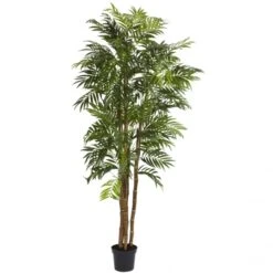 6 Foot Bella Palm Tree: Potted