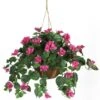 24 Inch Bougainvillea In Hanging Basket