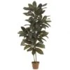 5 Foot Cordyline Plant: Potted