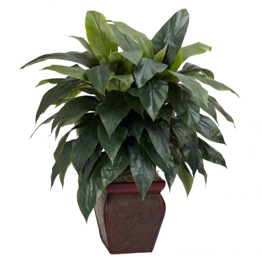 35 Inch Cordyline In Decorative Vase 1 35 Inch Cordyline In Decorative Vase