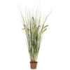 2.5 Foot Grass Plant: Potted
