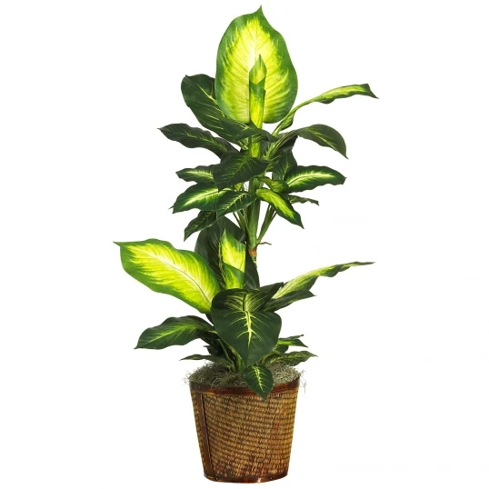 42 Inch Golden Dieffenbachia In Basket 1 42 Inch Golden Dieffenbachia In Basket