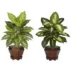 20.5 Inch Assorted Dieffenbachia In Wood Vase (Set Of 2)