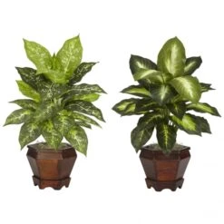 20.5 Inch Assorted Dieffenbachia In Wood Vase (Set Of 2)