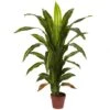 4 Foot Dracaena Plant: Potted
