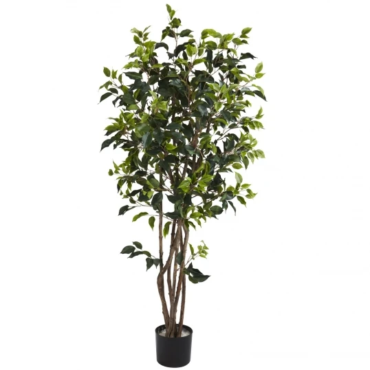 5 Foot Ficus Bushy Tree: Potted 1 5 Foot Ficus Bushy Tree: Potted
