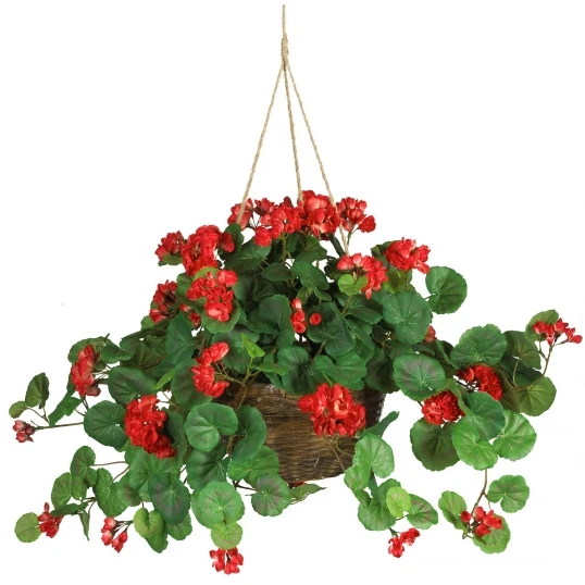 24 Inch Red Geranium In Hanging Basket 1 24 Inch Red Geranium In Hanging Basket