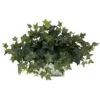 14 Inch Ivy In White Wash Planter