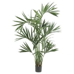 6 Foot Kentia Palm Tree: Potted