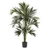 6 Foot Kentia Tree: Potted
