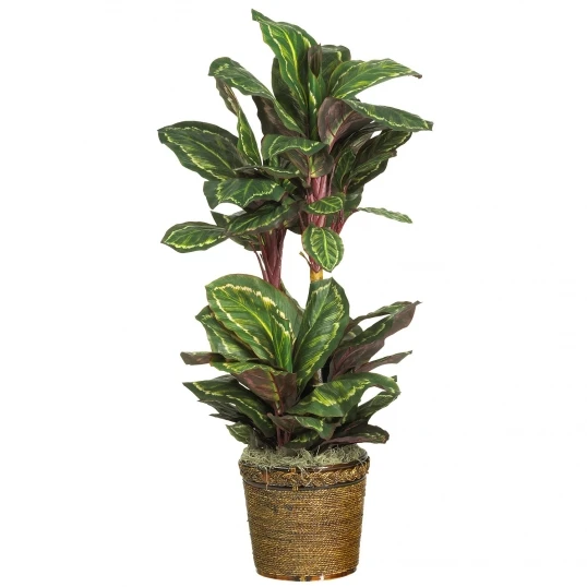 45 Inch Maranta Plant In Basket 1 45 Inch Maranta Plant In Basket