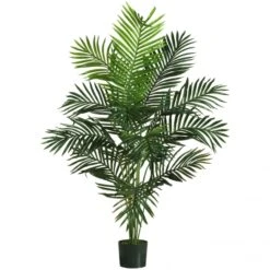 5 Foot Paradise Palm: Potted
