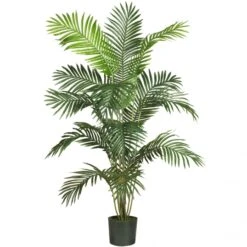 6 Foot Paradise Palm: Potted