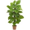 52 Inch Large Leaf Philodendron: Potted