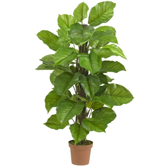 52 Inch Large Leaf Philodendron: Potted 1 52 Inch Large Leaf Philodendron: Potted