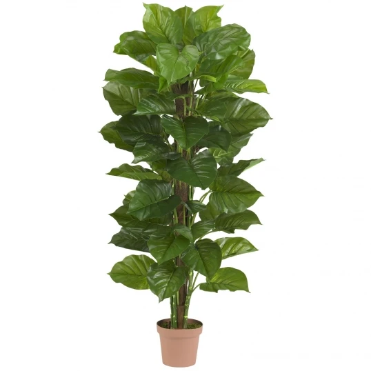 63 Inch Large Leaf Philodendron: Potted 1 63 Inch Large Leaf Philodendron: Potted