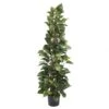 63 Inch Climbing Pothos Plant: Potted