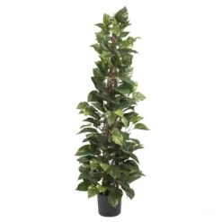 63 Inch Climbing Pothos Plant: Potted