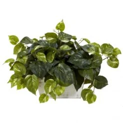 14 Inch Pothos In White Wash Planter