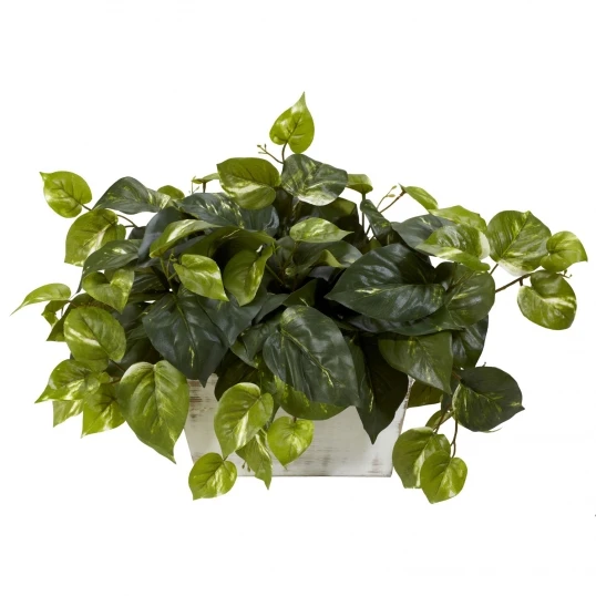 14 Inch Pothos In White Wash Planter 1 14 Inch Pothos In White Wash Planter