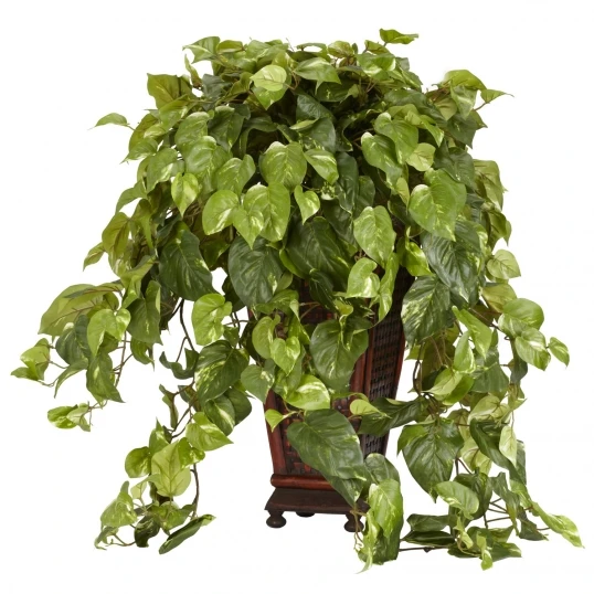 30 Inch Vining Pothos In Decorative Vase 1 30 Inch Vining Pothos In Decorative Vase