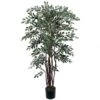 4 Foot Ruscus Tree: Potted