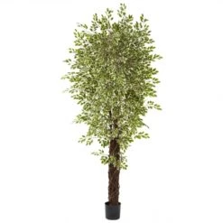 7.5 Foot Indoor Variegated Silk Mini Ficus Trees: Potted
