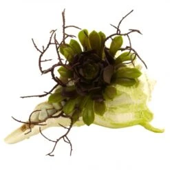 5 Inch Indoor Silk Wispy Succulent In Decorative Seashell Base: Set Of 3 -Artificial Plant Store NEA1456 ZM 3 538x538