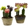 Indoor Silk Colorful Cactus Gardens (Set Of 2): Potted