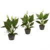 11 Inch Artificial Spathyfillum In Cement Planter (Set Of 3)