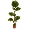 5 Foot Outdoor Artificial Pittosporum: Limited UV