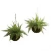 18 Inch Outdoor Leather Fern In Mossy Hanging Basket (Set Of 2) Limited UV Protection