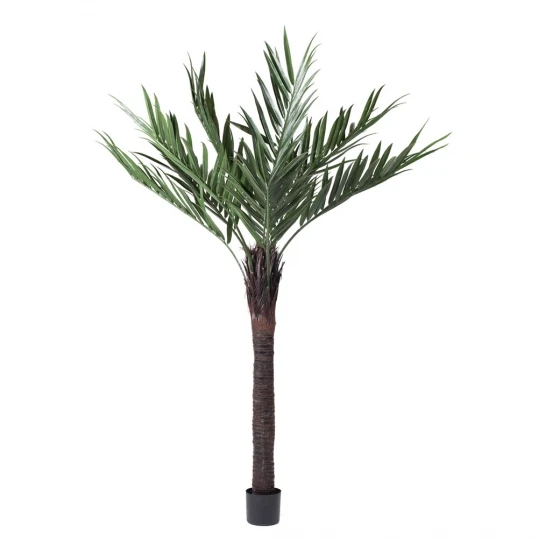 6 Foot Kentia Palm With Natural Trunk: Limited UV 1 6 Foot Kentia Palm With Natural Trunk: Limited UV