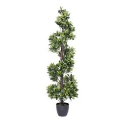 5 Foot Bay Spiral Topiary: Potted
