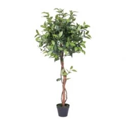 50 Inch Camellia Ball Topiary: Potted